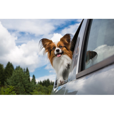 Brown And White Dog Enjoying A Car Ride - Wrapped Canvas Print