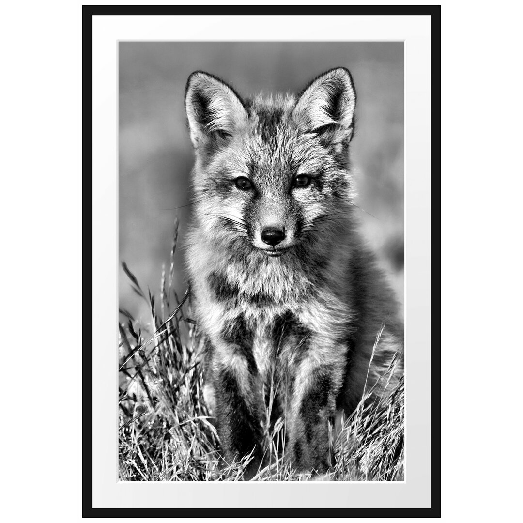 Gerahmtes Poster Kleiner Fuchs auf Wiese