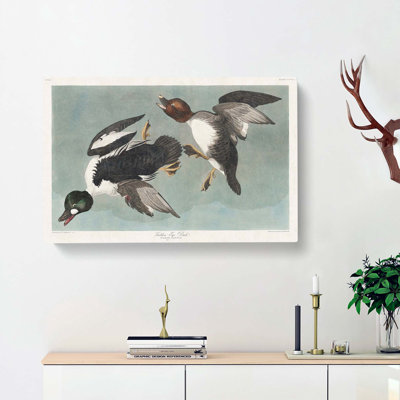 Golden-Eye Ducks - Wrapped Canvas Painting