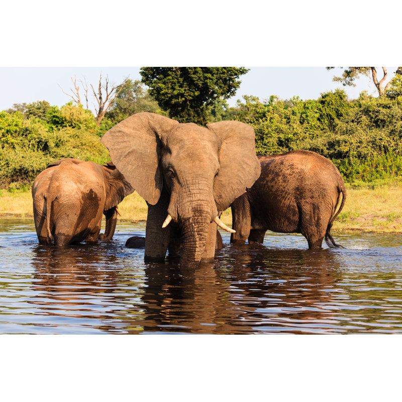 Three African Elephants by Pniesen - Wrapped Canvas Print, 61cm H x 91cm W