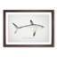 Illustration of a Porbeagle Shark by F.E. Clarke - Picture Frame Painting Print-55579459-55579458