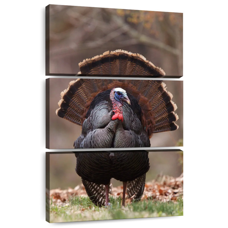 Brampt Strutting Tom Turkey