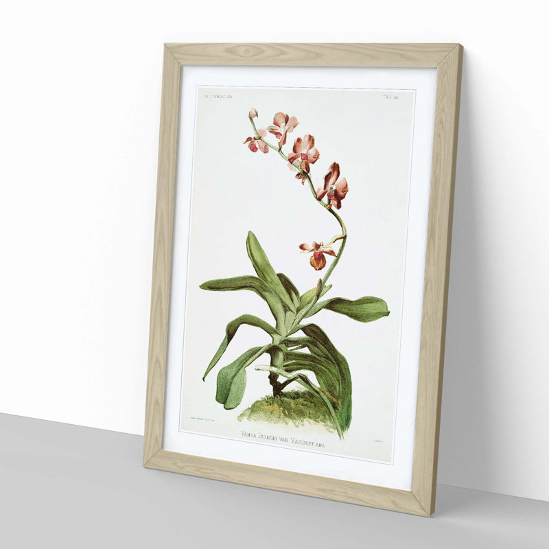 Magnolia Flowers Illustration Tab. 96 by Frederick Sander - Framed Print, 50cm H x 35cm W x 2cm D, Oak