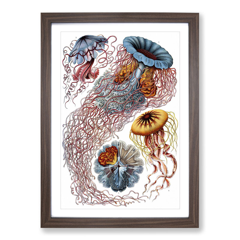 Jellyfish by Ernst Haeckel - Picture Frame Painting, 36cm H x 27cm W x 2cm D, Walnut