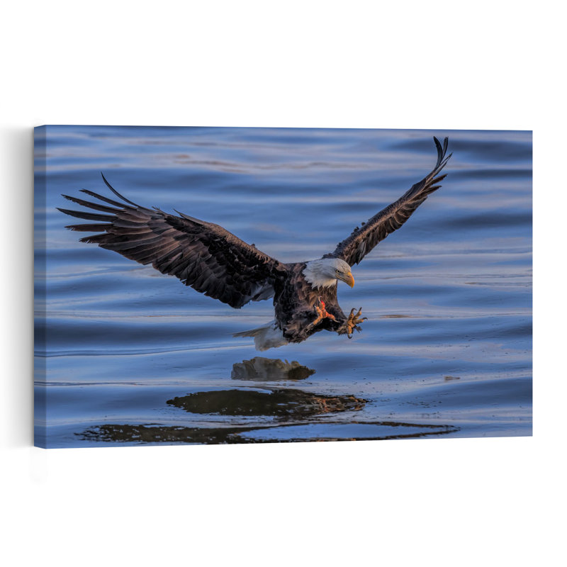 Aigle à tête blanche atterrissant dans l'eau - Illustration contemporaine d'un aigle, nature et faune, 40" H x 60" W