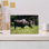 Moose Grazing In Meadow, Yellowstone National Park, Wyoming, Usa Abstract Contemporary Animal Forest Wall Art