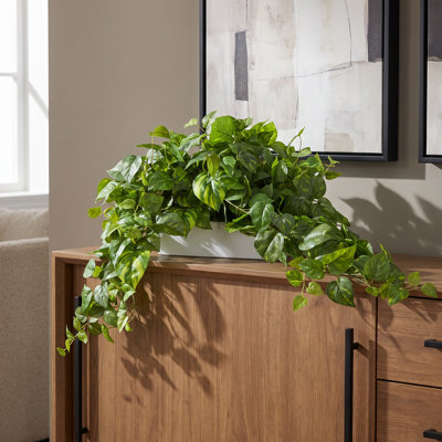 Pothos Arranged in Fiberstone Pot