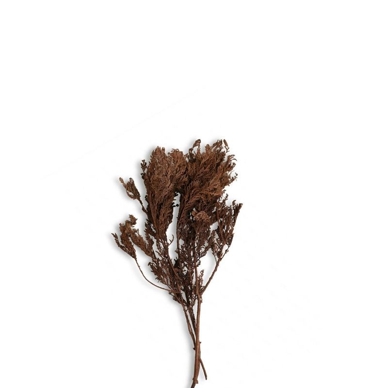 Jhau Tree 75Gm Paper Poly