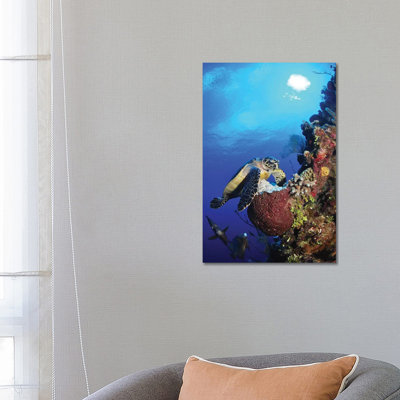 Hawksbill Sea Turtle And Grey Angelfish By Coral Reef by Amanda Nicholls - Wrapped Canvas Print