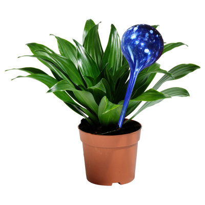 Globes pour arrosage des plantes Dru Aqua