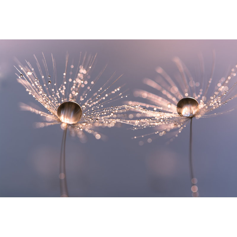 Macro Of A Dandelion par - Photographie de toile tendue, H 8 po x l 12 po