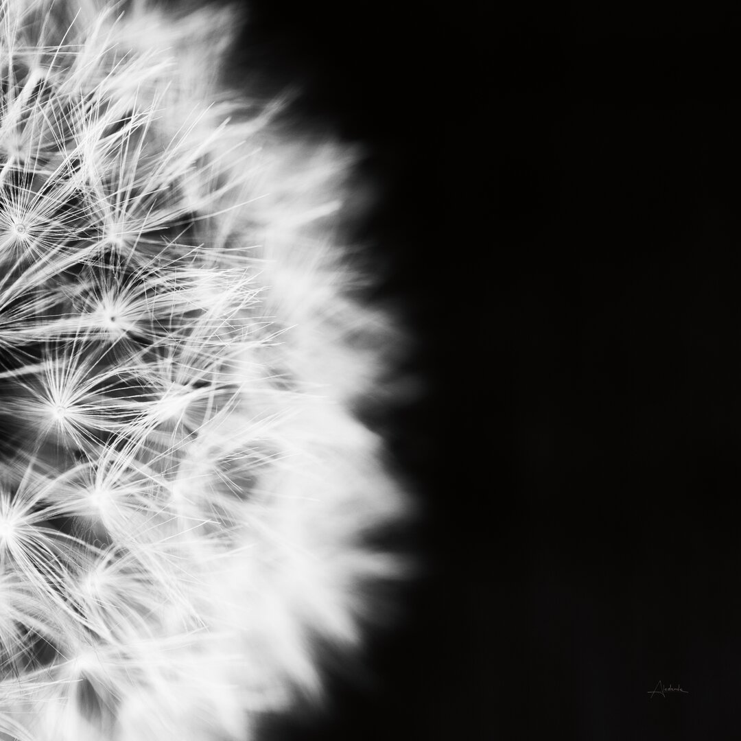 Leinwandbild Dandelion on Black II von Aledanda