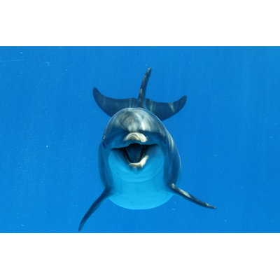 " Bottlenose Dolphin "
