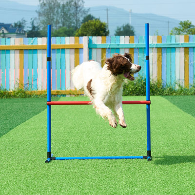 Équipement de dressage pour chien