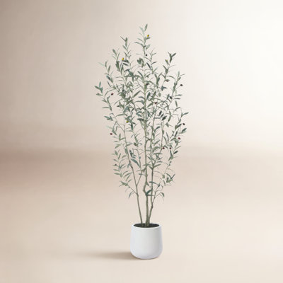 George Olive Tree in Pot