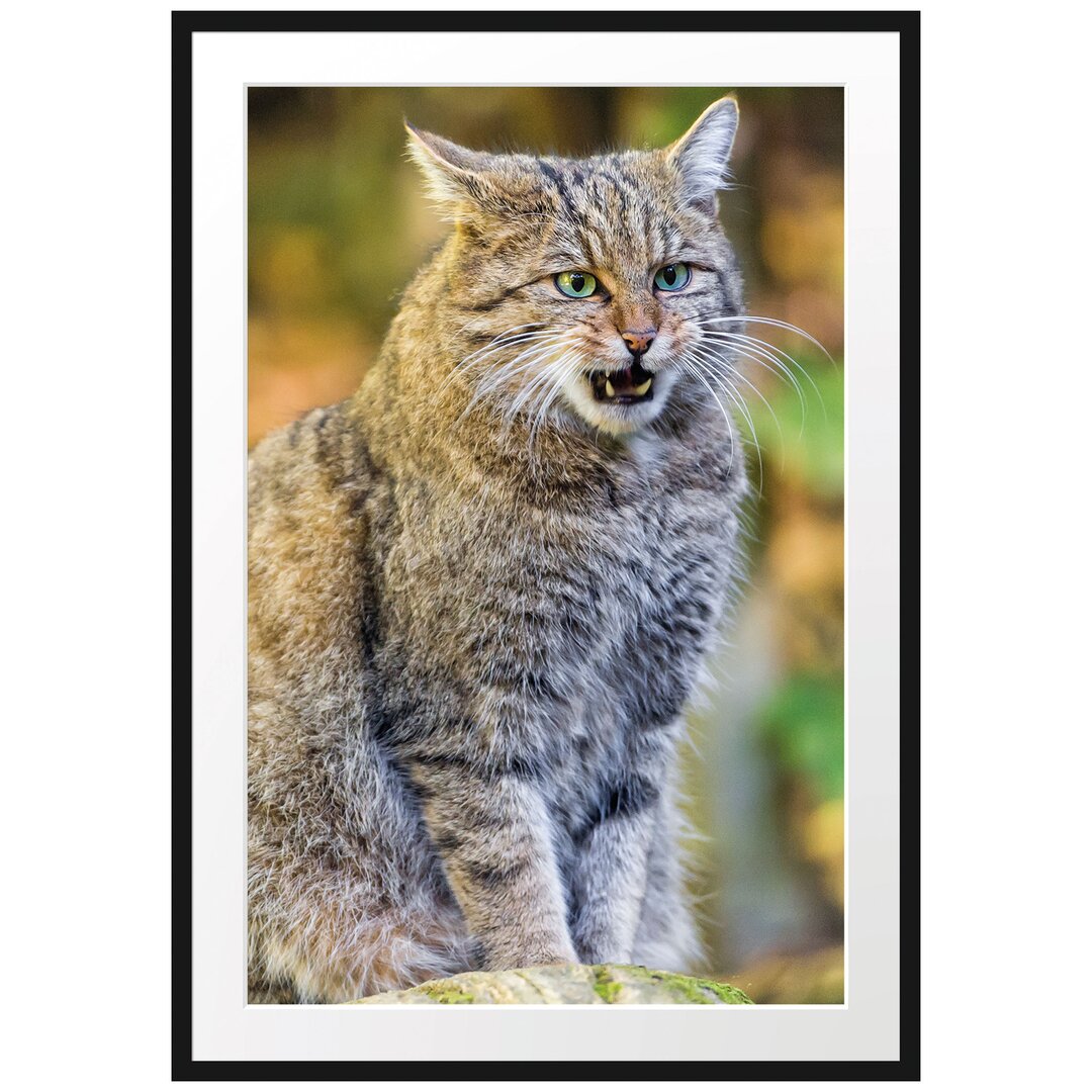 Gerahmtes Poster Manul auf Baumstamm