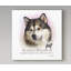 « effet velours alaskan malamute », reproduction d’impression sur toile tendue-26854525