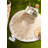 Cambria Oriental Indoor Rug