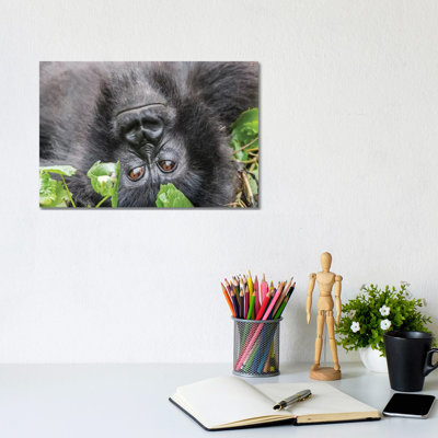 Rwanda, Volcanoes National Park, Ruhengeri, Kinigi. Mountain Gorilla I by Emily Wilson - Gallery-Wrapped Canvas Giclée on Canvas