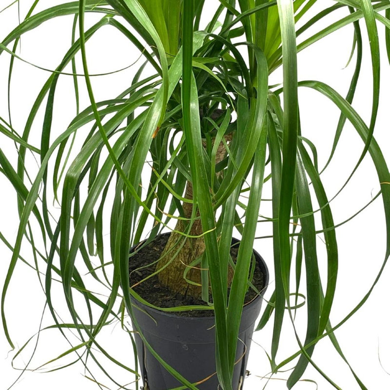 Ponytail Palm, 6 Inch