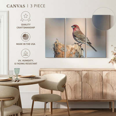 House Finch Bird