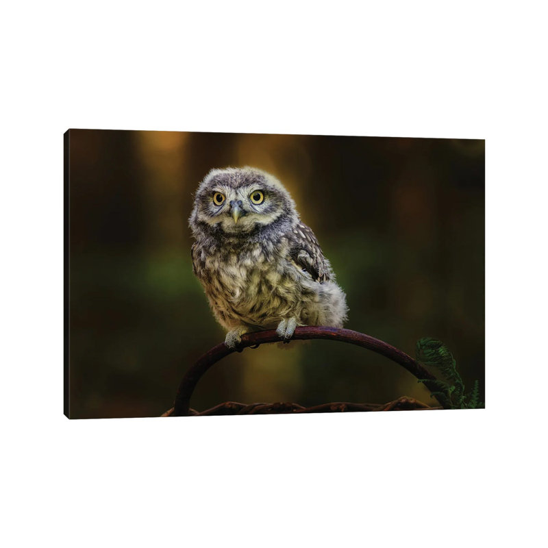 Petit hibou, H 12 po x l 18 po x 1,5 po