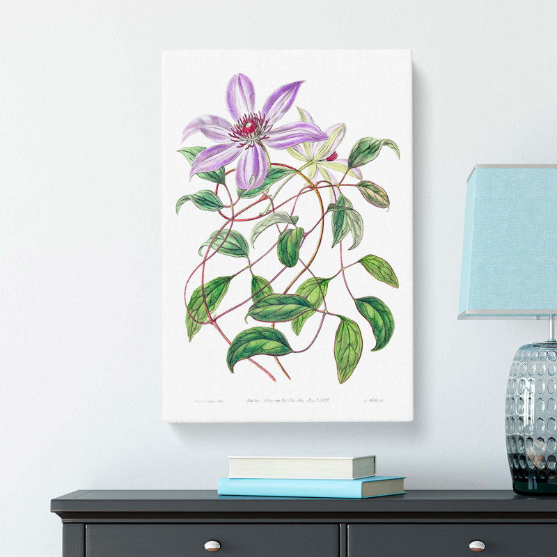 Violet Clematis Flowers - Wrapped Canvas, 76cm H x 50cm W x 3cm D