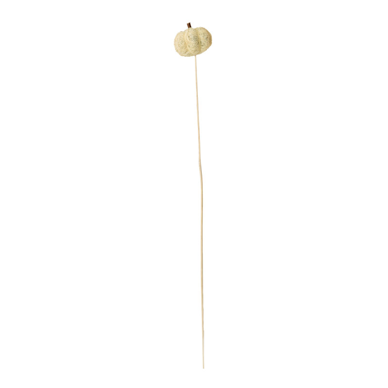 Panna citrouille sur tige