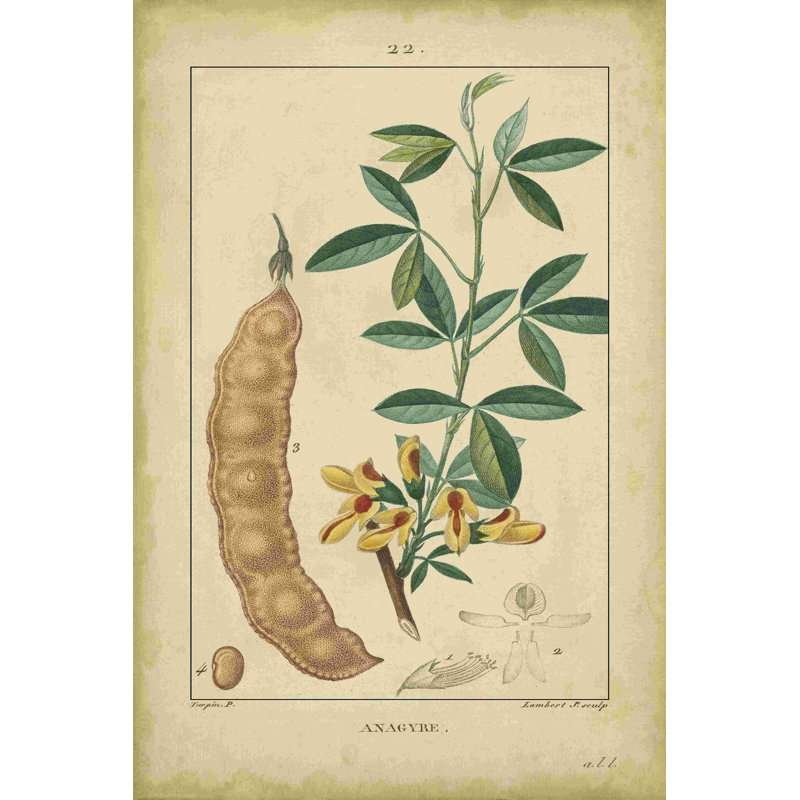 Vintage Turpin Botanical, H 36 po x l 24 po