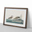 Wilsons Plover Birds by John James Audubon - Picture Frame Painting Print on MDF-55641004-55641003