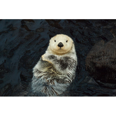 " Sea Otter " by Wrangel
