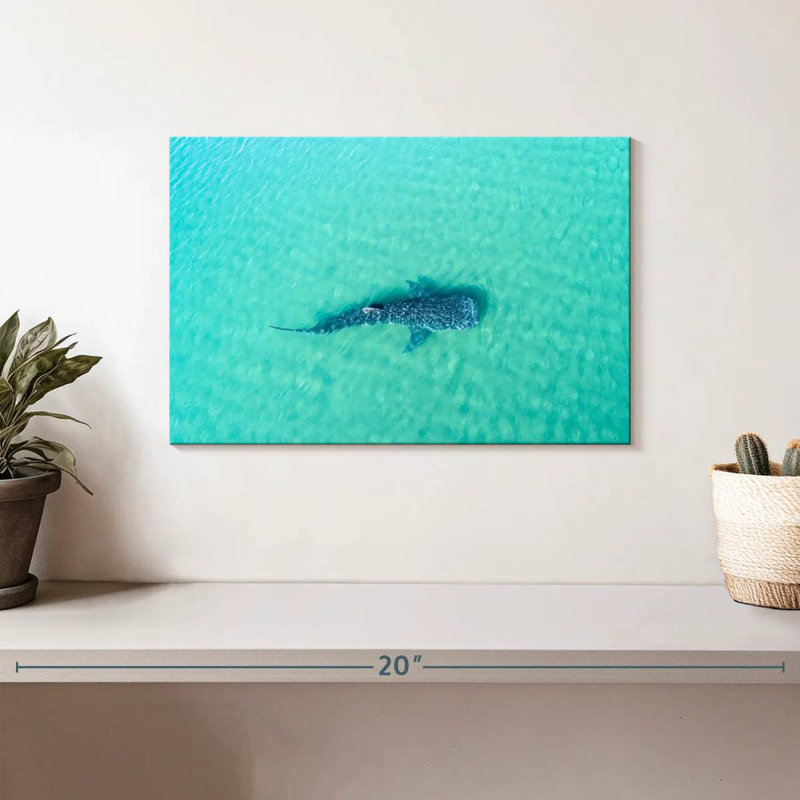 Crowle La Paz Whale Shark
