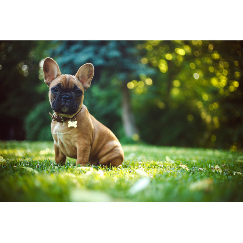 Chiot bouledogue français par Druvo, H 24 po x l 36 po