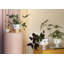Eva Ceramic Planter