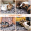 Velours imprimé animal-97639240-97639241