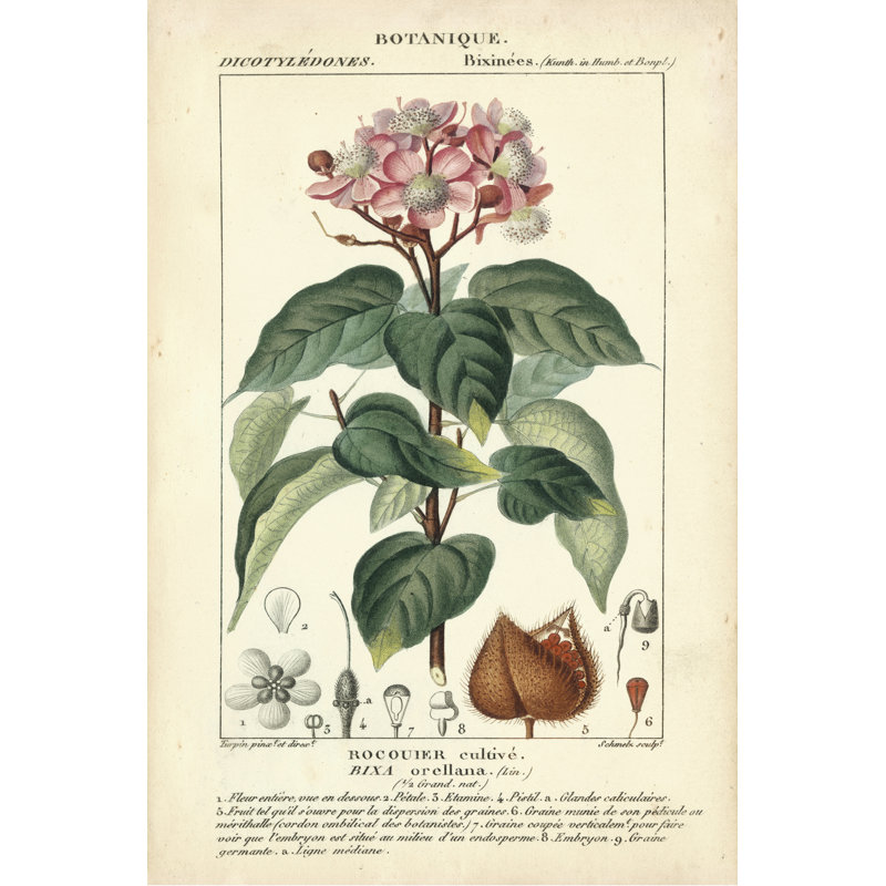 Botanique Study In Pink I, 91cm H x 61cm W x 3.8cm D