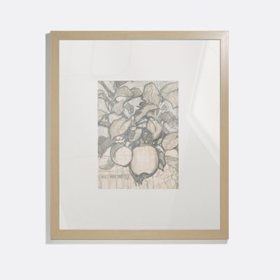 Emperor Alexander Apples Framed Drawing Print