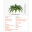 60cm Faux Fern Plant-1788137181-1788137152
