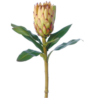Protea moyen 33 po