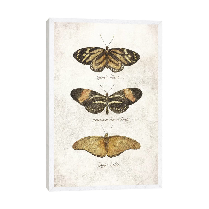 Butterflies III by Mike Koubou - Print on Canvas, 66.04cm H x 45.72cm W x 3.81cm D, White Framed