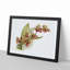 Magnolia Flowers Illustration Tab.73 by Frederick Sander - Picture Frame Art Print on MDF-55576840-55576841