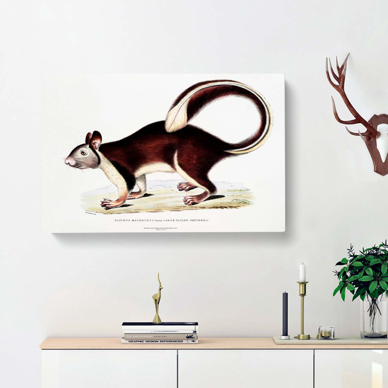Large-Tailed Squirrel Illustration by John Edward Gray - Wrapped Canvas, 50cm H x 76cm W x 3cm D