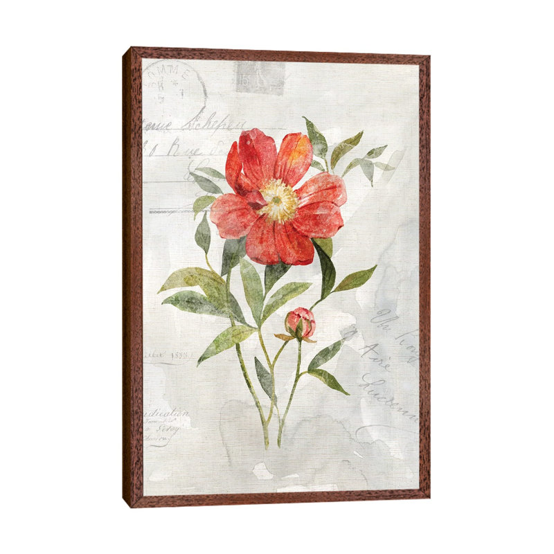Linen Peony by Carol Robinson - Print on Canvas, Classic Brown Wood Framed, 152.5 cm H x 101.5 cm W