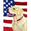 2 côtés en polyester de 2 côtés american drapeau de jardin-1288238452