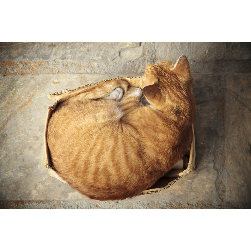 Cat in The Box by 123Ducu, 12" H x 18" W