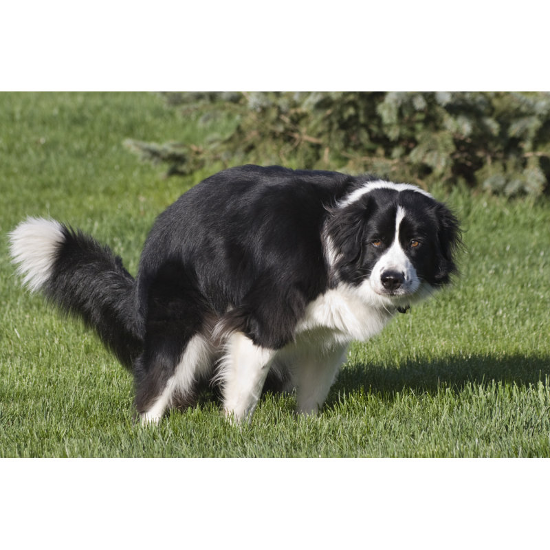 Chien noir et blanc par Lissart, H 8 po x l 12 po