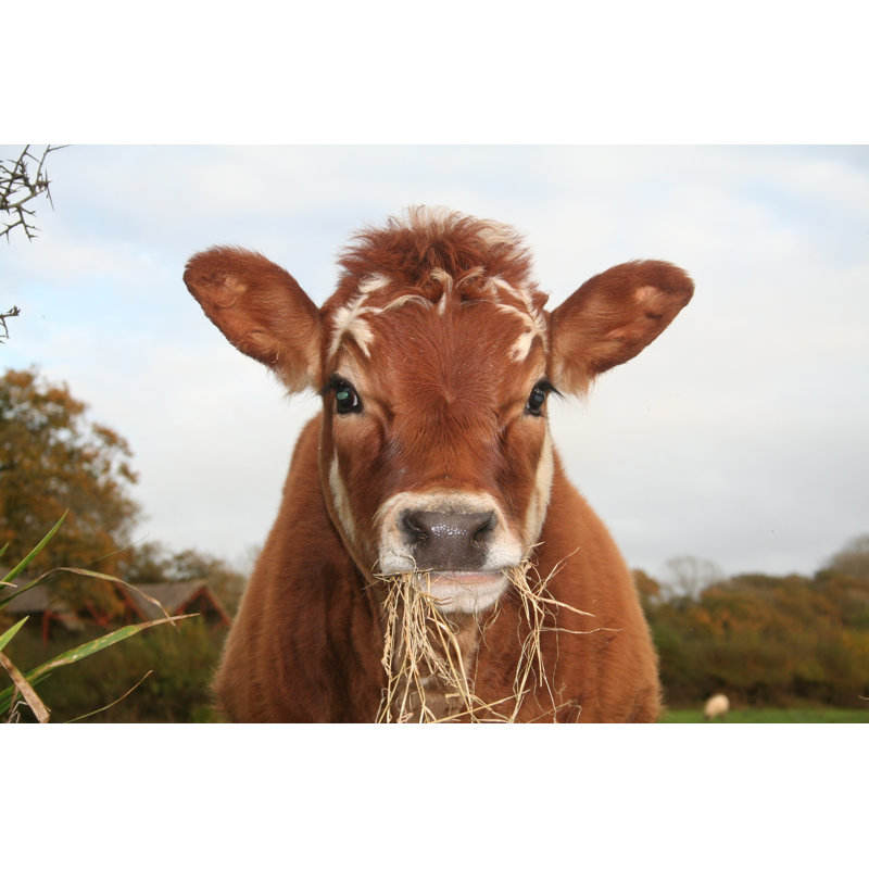 Jersey Calf by Purplevine - Wrapped Canvas Print, 81cm H x 122cm W x 3.8cm D
