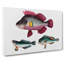 Assortment of Fishes - Wrapped Canvas Painting Pint - Wrapped Canvas-55367423