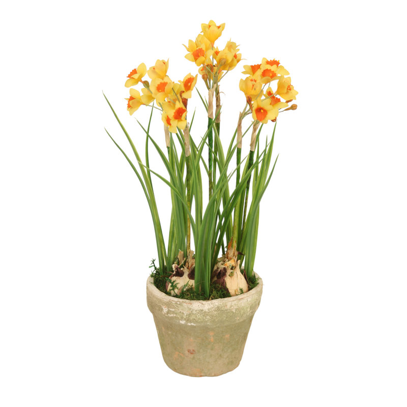 Narcisse orange-jaune dans un pot rustique