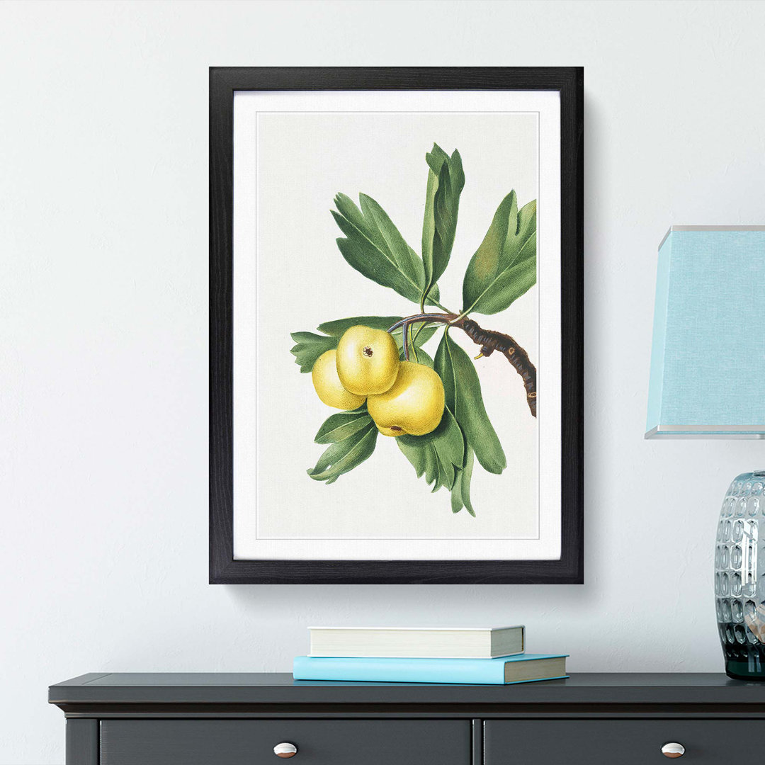 Hawthorn Apple Tree by Giorgio Gallesio - Picture Frame Painting Print